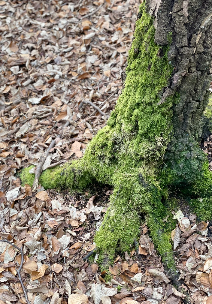 Epping Forest bodystorming — forest path