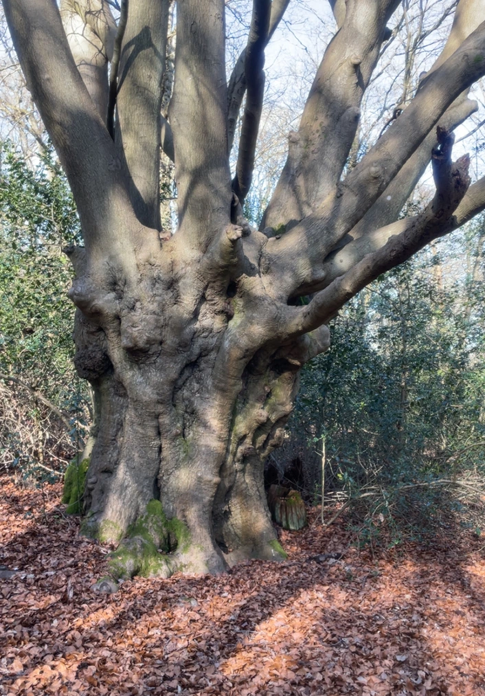Epping Forest bodystorming — ancient tree