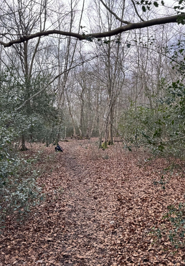 Epping Forest bodystorming — mossy tree roots